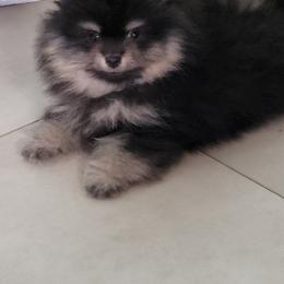 Keeshond and Pomeranian Puppies from Vivid Keeshond and poms