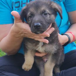 Green - Bi-color male German Shepherd puppy in Osage, Minnesota from Catensrud