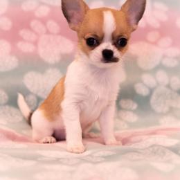 AKC Swoosh - Sable spotted white female Chihuahua puppy in Troy, Missouri from Limelight Chihuahuas