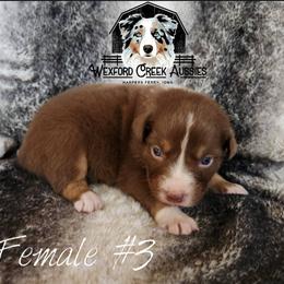 Girl 3 - Red tri-color female Australian Shepherd puppy in Harpers Ferry, Iowa from Wexford Creek Aussies, LLC