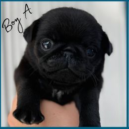 Boy A - Black male Pug puppy in Sarasota, Florida from Wicked Kennel