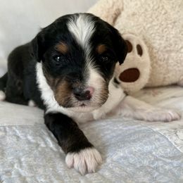 Aussiedoodles from Pamela's Aussiedoodles