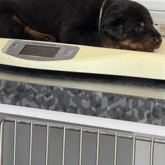 White Collar - Black and rust male Beauceron puppy in Floyd’s Knobs, Indiana from Birdwing Beaucerons