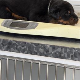 White Collar - Black and rust male Beauceron puppy in Floyd’s Knobs, Indiana from Birdwing Beaucerons
