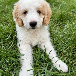 Squirt - Parti male Goldendoodle puppy in Grand Rapids, Michigan from Homestead Family Doodles