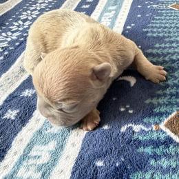 French Bulldog Puppies from Anthony Hynes