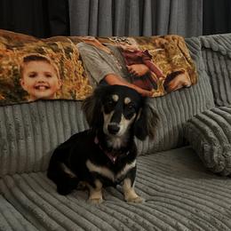 Dachshund All Grown Up from Kayla Lester