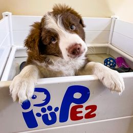 Border Collie Puppies from Titanya Walker