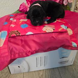 Pink Collar - Black female Cane Corso puppy in Texas from Jolaw Kennel