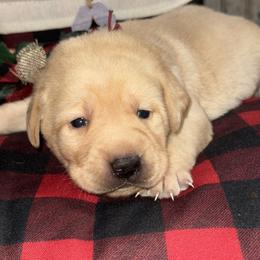 Bayou keeper - Yellow female Labrador Retriever puppy in New Harmony, Indiana from Bayou Creek Retrievers