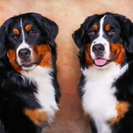 Bernese Mountain Dogs from Bernese