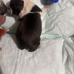 Boy 1 - Black brindle and white male Boston Terrier puppy in Sunnyside, Washington from Boston Terriers