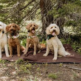 Goldendoodle Puppies from Gertie’s Goldendoodles