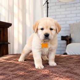Sunshine - Gold Collar - Yellow female Labrador Retriever puppy in Charlotte, North Carolina from Patton Premier Labradors