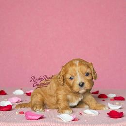 Silk - Red female Cavapoo puppy in Nashville, Arkansas from Rocky Road Puppies