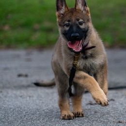 Belgian Malinois, Dutch Shepherd, and German Shepherd Puppies from Stay Wild K9