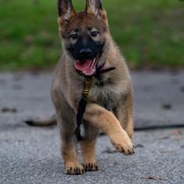 Belgian Malinois, Dutch Shepherd, and German Shepherd Puppies from Stay Wild K9