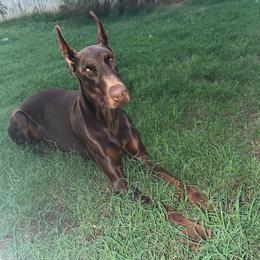 Koda - Doberman Pinscher