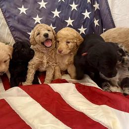 Aussiedoodle and Labradoodle Puppies from Doodles on Duty
