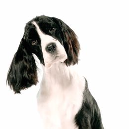 English Springer Spaniels from Stonehenge English Springer Spaniels