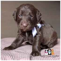 F1 Labradoodles - OFA-Genetics-2 Year Health Warranty. - Chocolate female Labradoodle puppy in Jeddo, Michigan from Apple Creek Doodles