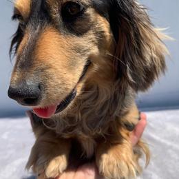 Breve - Dachshund