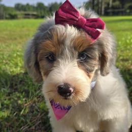 Bernedoodle and Goldendoodle Puppies from Ivey's Poodles & Doodles