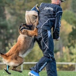 Belgian Tervuren from Nordstern Tervuren