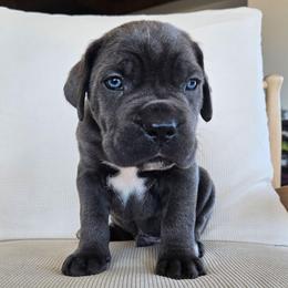 Gray male 4 - Gray male Cane Corso puppy in Jacksonville, North Carolina from Coliseum de Cassiope