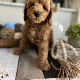 Poodle Puppies from Poodles of Tampa Bay