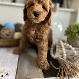 Poodle Puppies from Poodles of Tampa Bay