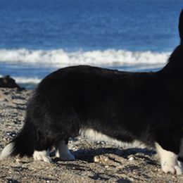 Cardigan Welsh Corgis and Tibetan Spaniels from Pecan Valley