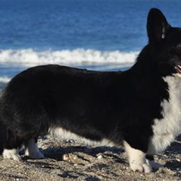 Cardigan Welsh Corgis and Tibetan Spaniels from Pecan Valley