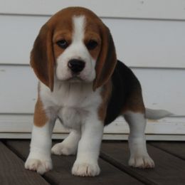 AKC Hinkley - Black tan and white male Beagle puppy in Morrill, Kansas from Kelle Beagles