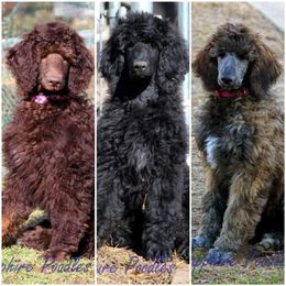 Poodle Puppies from Sapphire Poodles