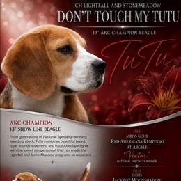 Tutu - Beagle