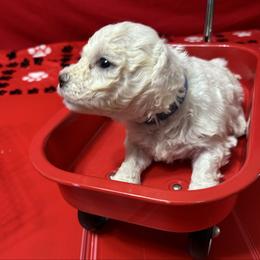 Ozzy - Blue collar - White male Bichon Frise puppy in 63101 (St. Louis Metro Area), Missouri from BichonSTL