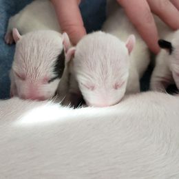 Miniature Bull Terrier Puppies from Annwn Mini Bulls