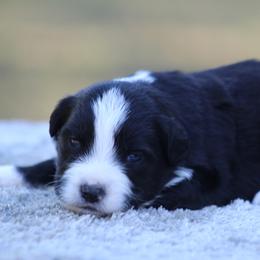 Woodstock - Black tri male Miniature Australian Shepherd puppy in Bauxite, Arkansas from J & B Mini Aussies