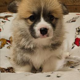 Wednesday - Red female Pembroke Welsh Corgi puppy in Ripley, West Virginia from Kari's Pembroke Welsh Corgis