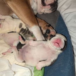 Bulldog Puppies from Hayzlett Family English Bulldogs