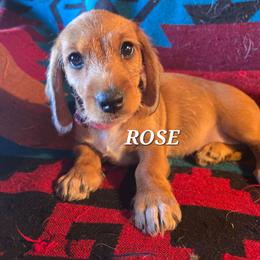 Rose-wirehair - Red female Dachshund puppy in Blair, Oklahoma from North Fork Doxies-Okla