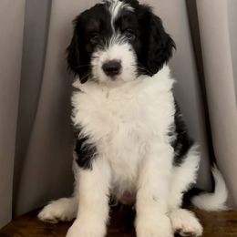Lucy - Black tri-color female Assorted Doodle Crosses puppy in Mesa, Arizona from Arizona Doodle Trails