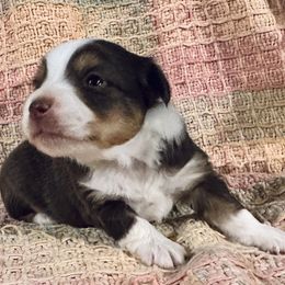 Miniature Australian Shepherds and Toy Australian Shepherds from Deep River Aussies