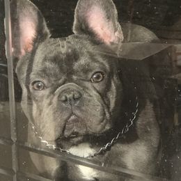 Cersi - French Bulldog