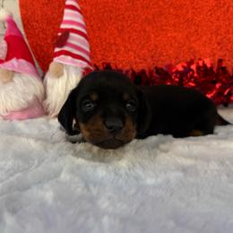 Blake - Black and tan male Dachshund puppy in Colbert, Oklahoma from Brooke Crenshaw