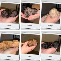 Poodle puppies from Mezzo Poodles