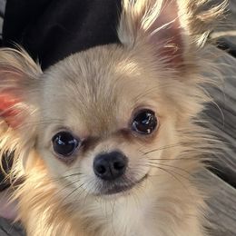 Chihuahuas from The Joyful World of Chihuahuas