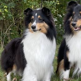 Abby - Shetland Sheepdog