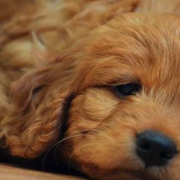 Goldendoodle Puppies from Crazy Cute Kennels